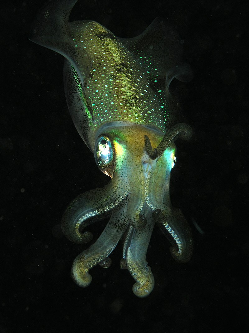 Nocturnal-squid.jpg