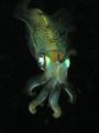 Nocturnal-squid.jpg